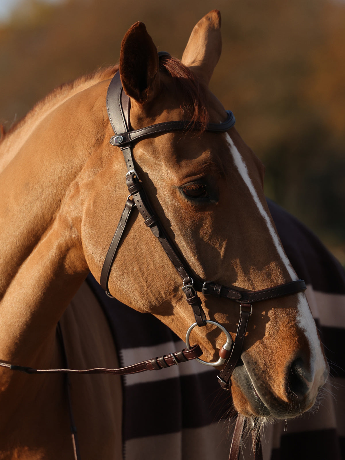 Bridle King Edward Brown Leather