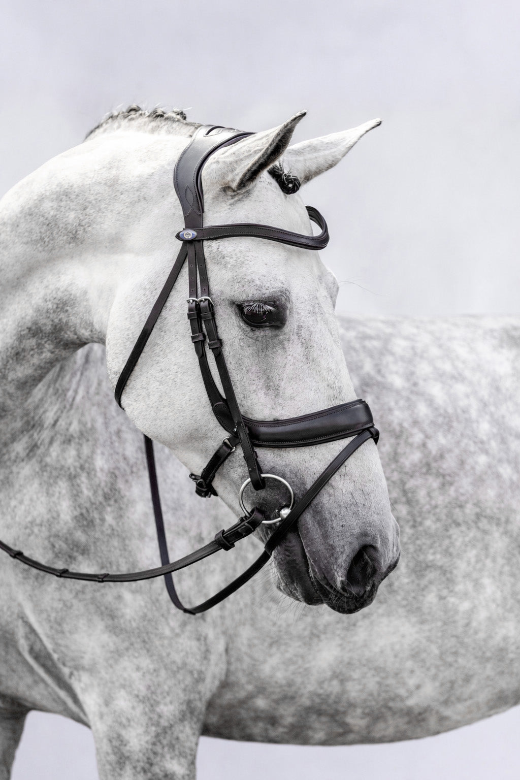 Bridle Paladin with Throatlatch Black Leather