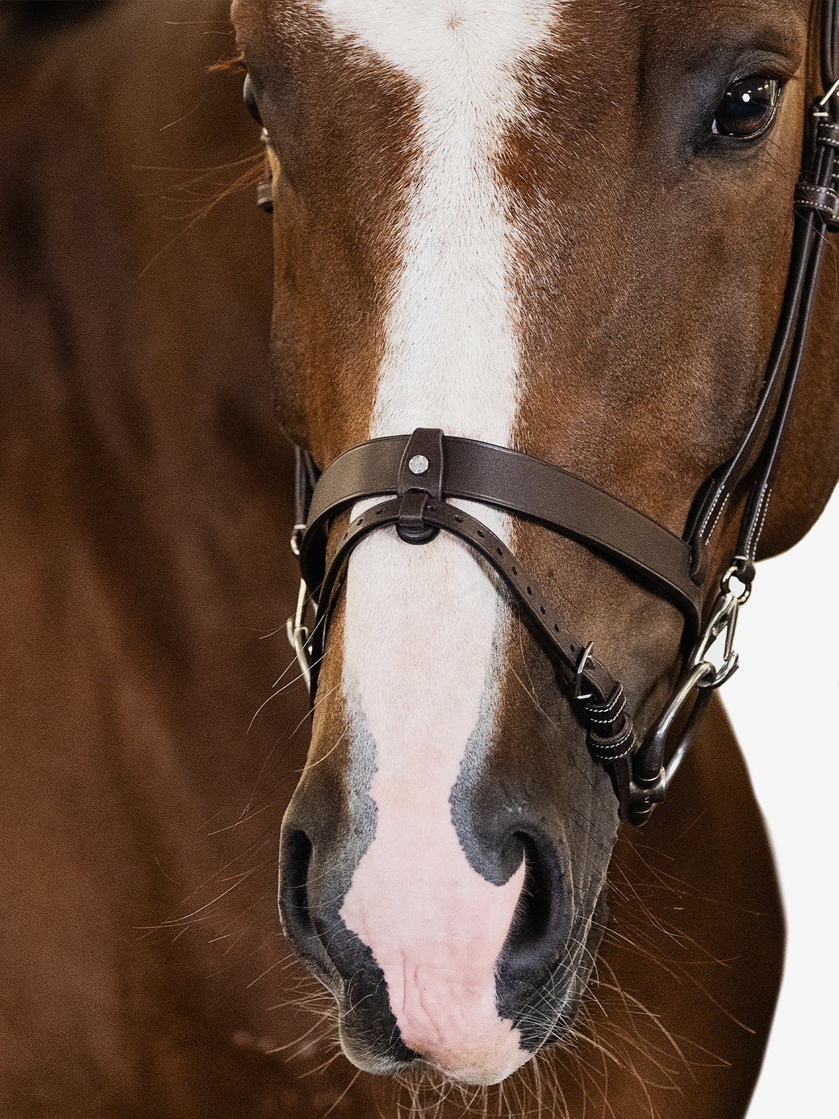 Bridle London Brown Leather