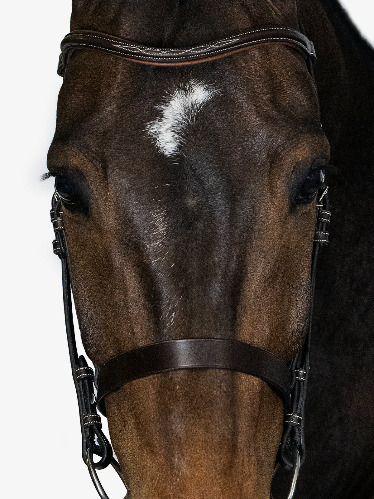 Bridle Wellington Brown Leather