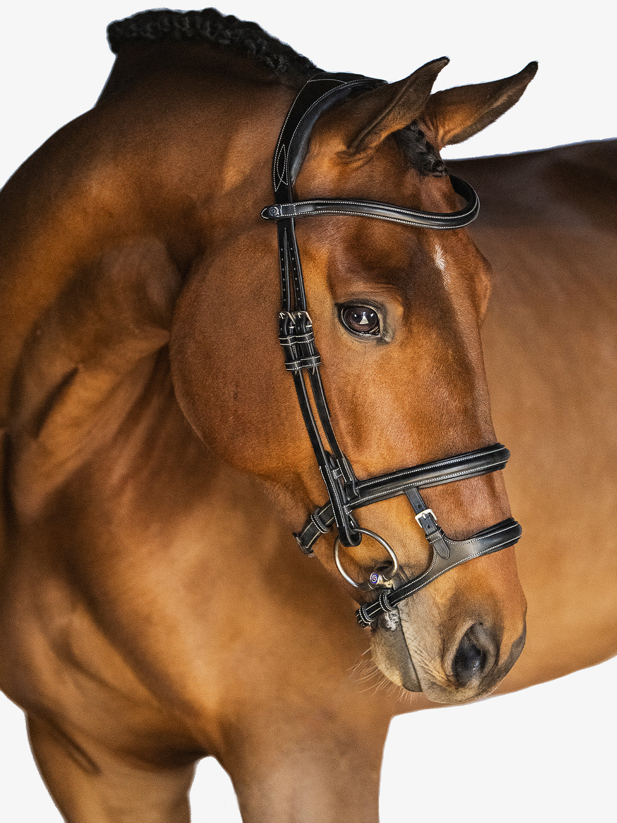 Bridle Paris Black Leather