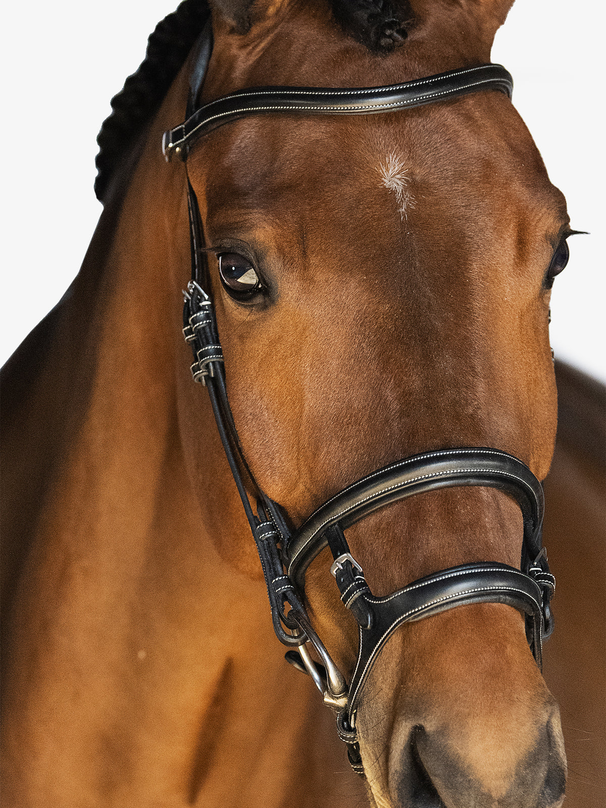 Bridle Paris Black Leather