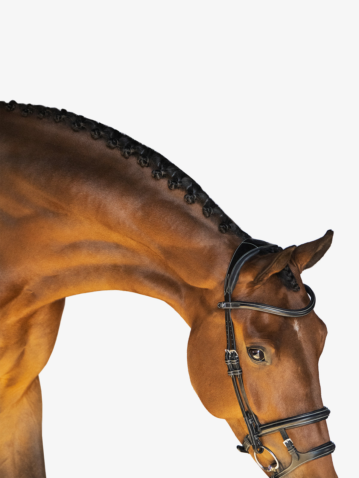 Bridle Paris Black Leather