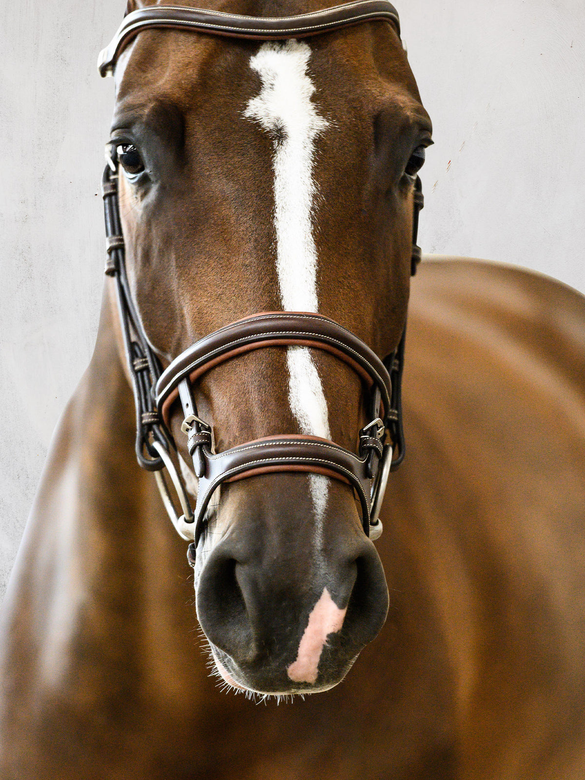 Bridle Paris Brown Leather