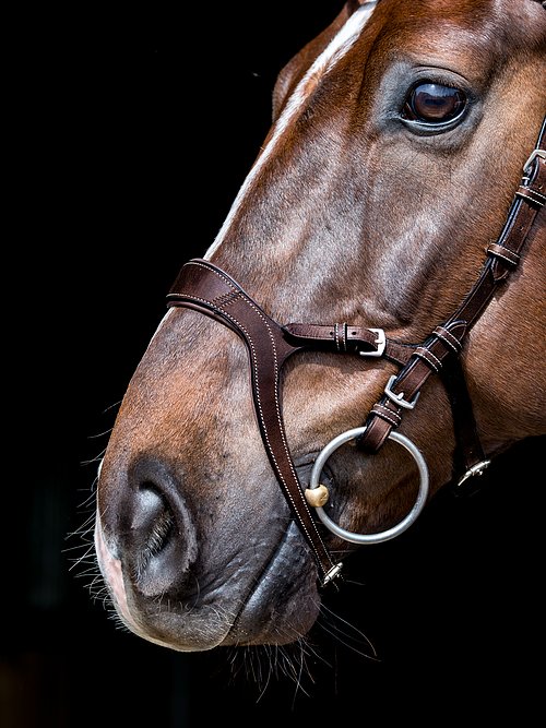 Bridle Nirak Brown Leather