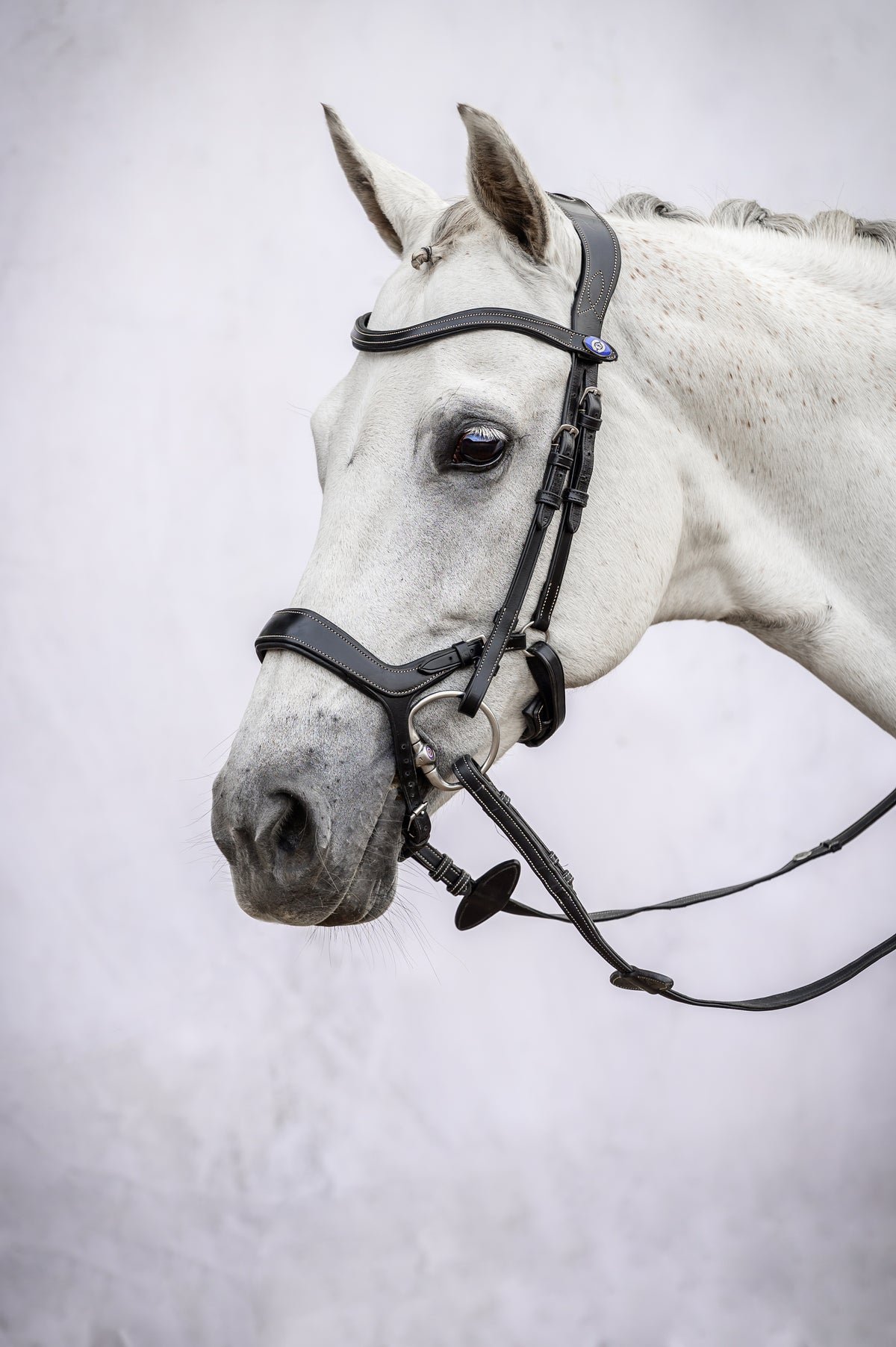 Bridle Pioneer Black Leather