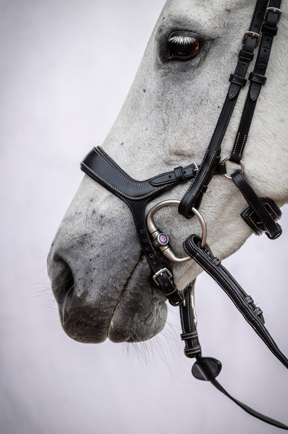 Bridle Pioneer Black Leather