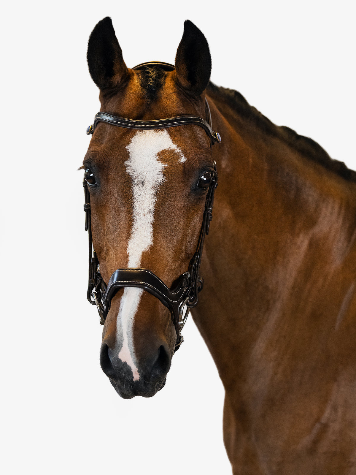 Bridle Pioneer Brown Leather