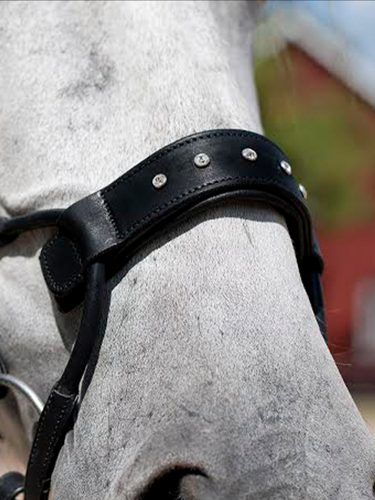 Noseplate High Jump Swarovski Crystal Brown Leather
