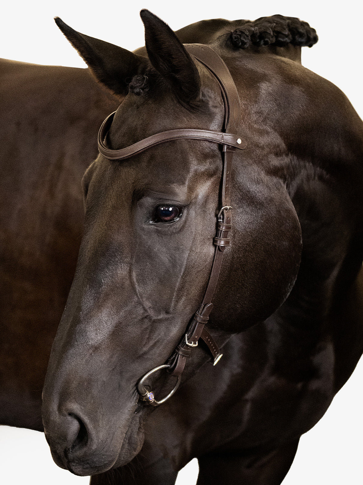 Bridle Helsinki - Brown | Brown