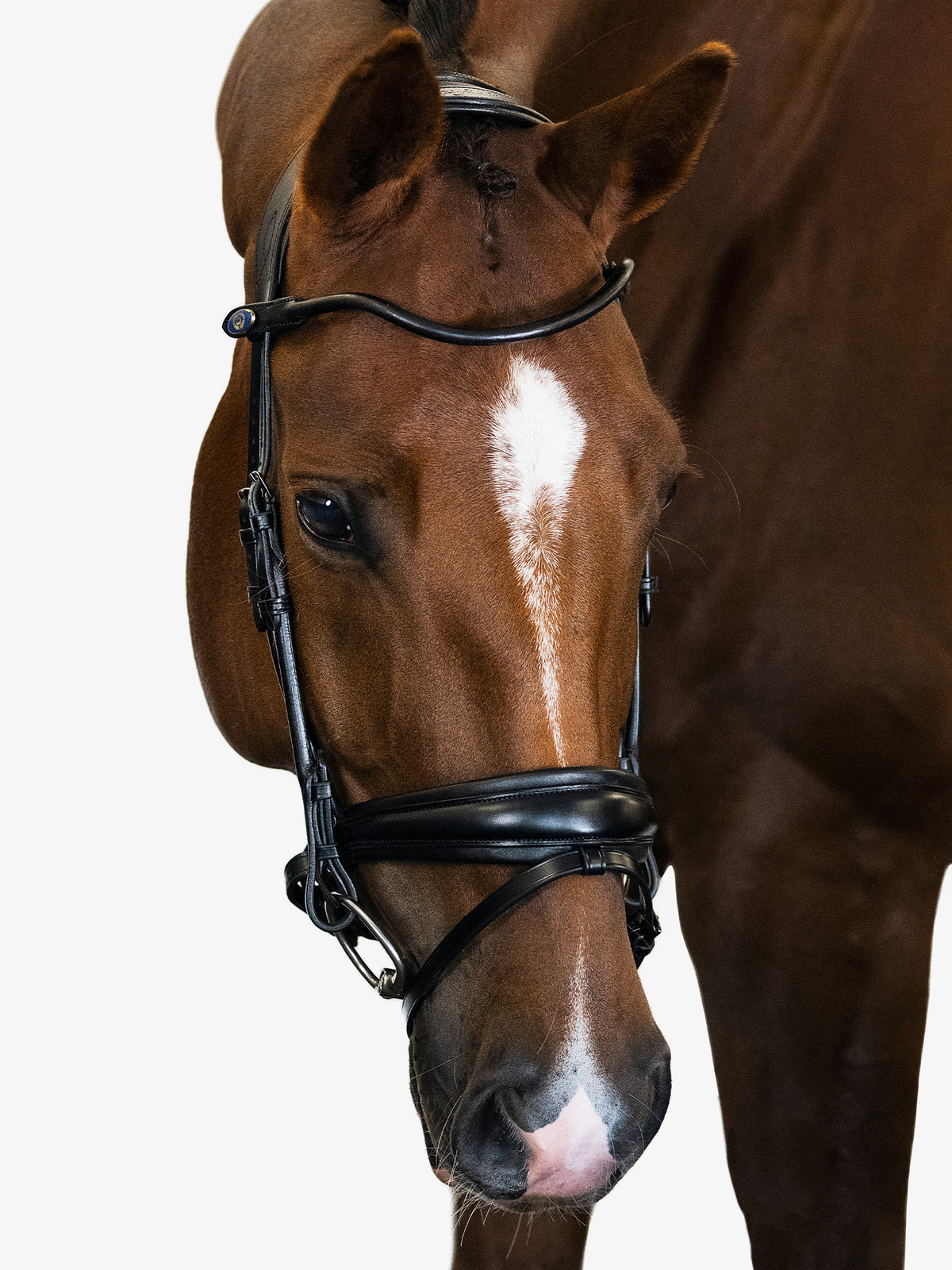 Bridle GP Black Black | Black