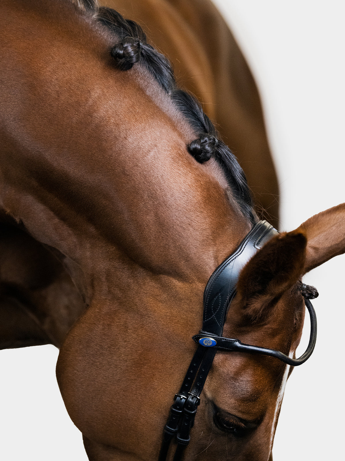 Bridle GP Black Black | Black