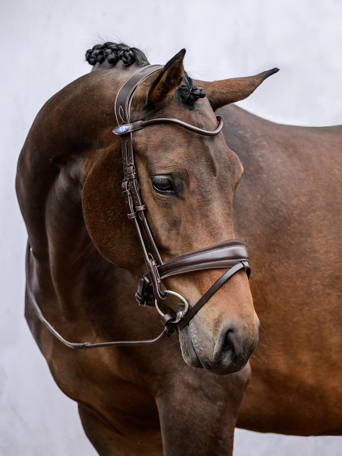 Bridle GP Brown Brown | Brown