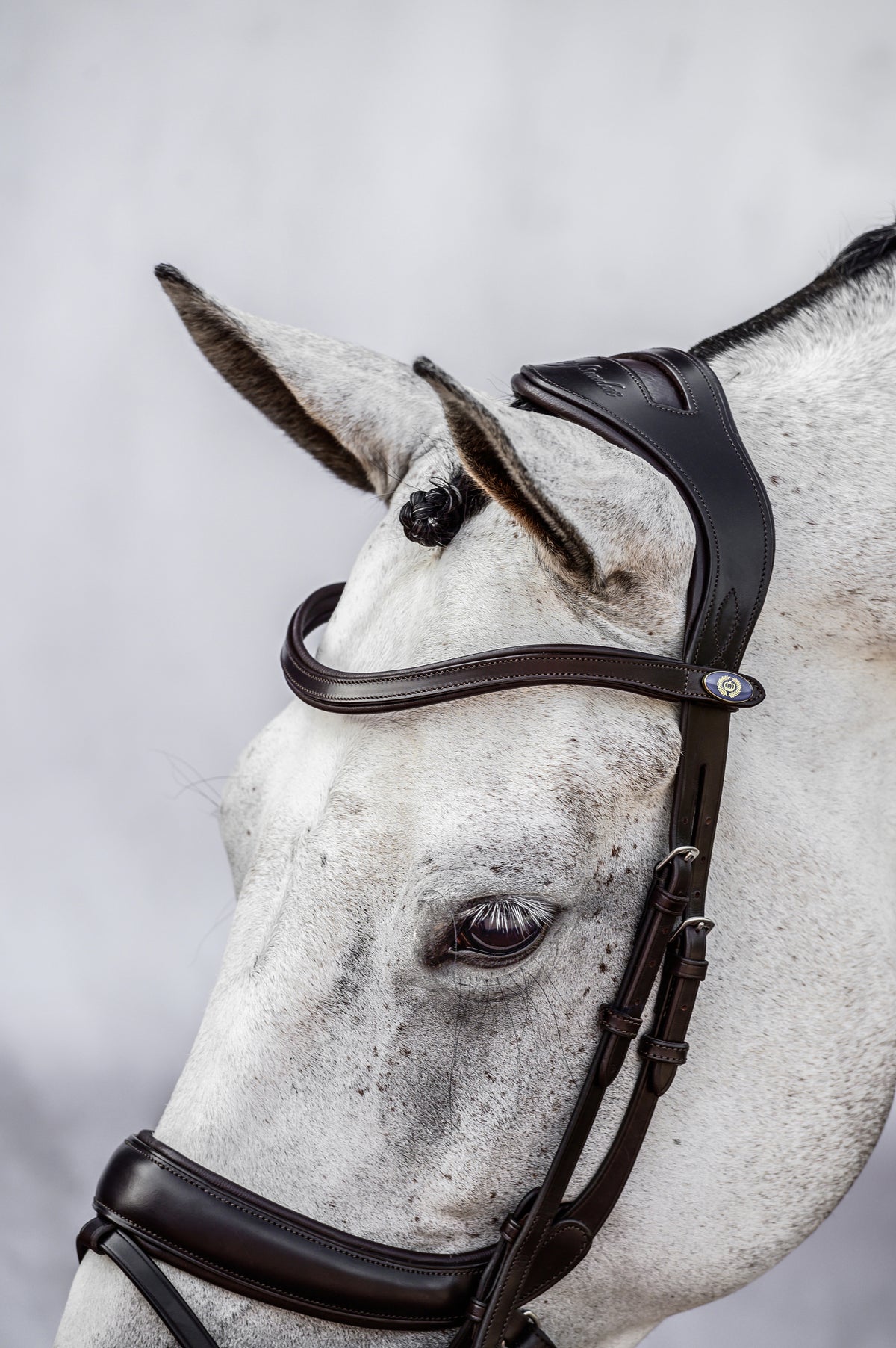 Bridle Paladin Black Leather