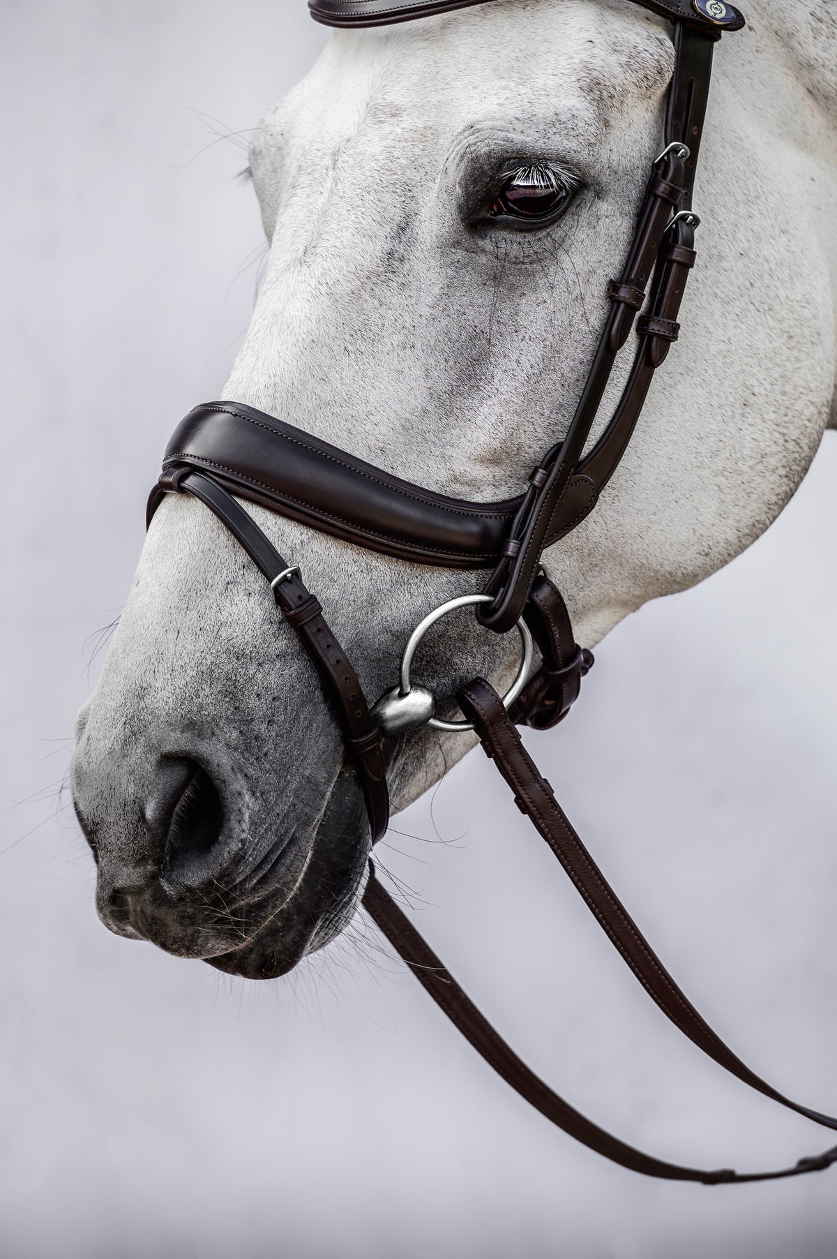 Bridle Paladin Black Leather