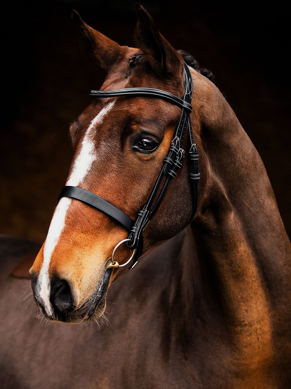Bridle Wellington Black Leather