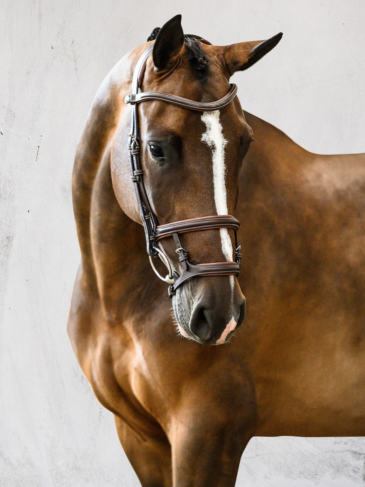 Bridle Paris Brown Leather