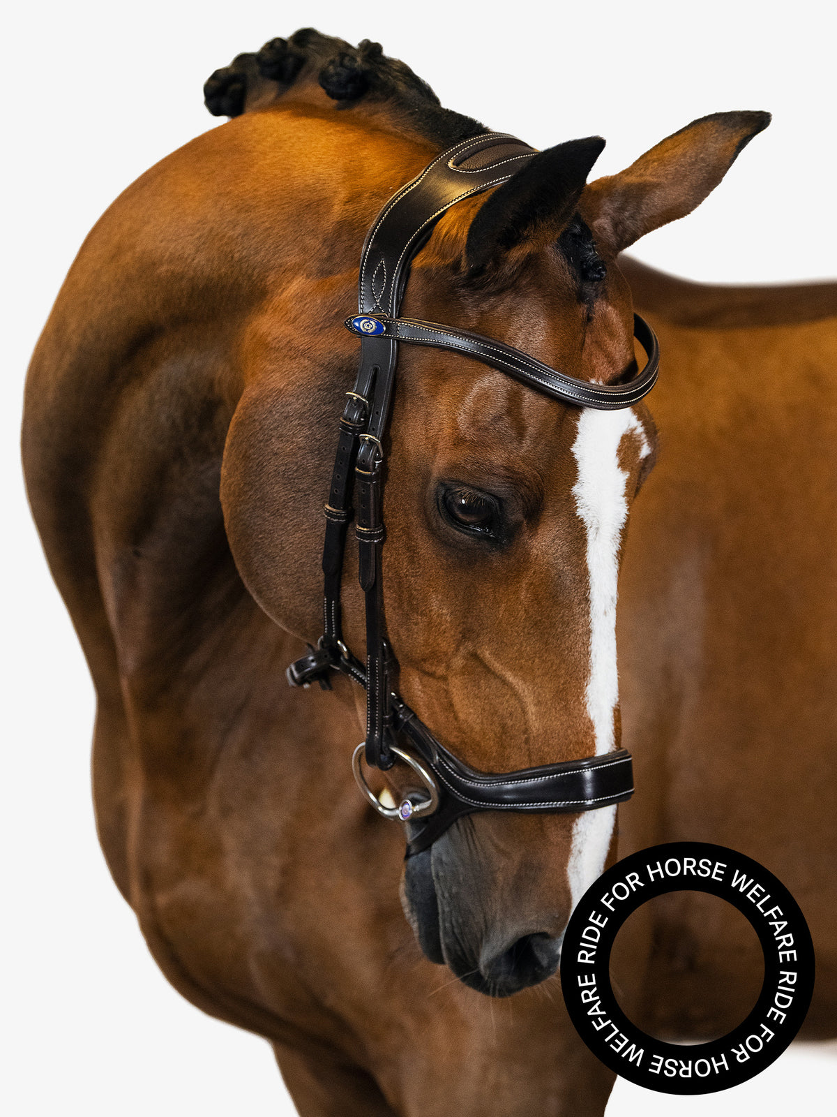 Bridle Pioneer Brown Leather