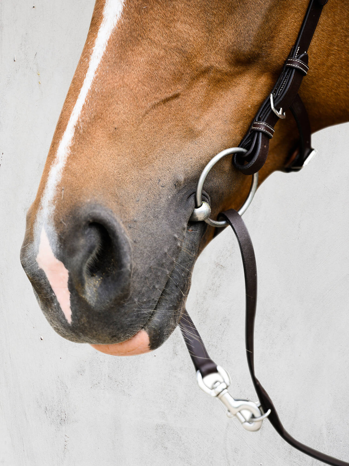 Bridle Helsinki Brown Leather