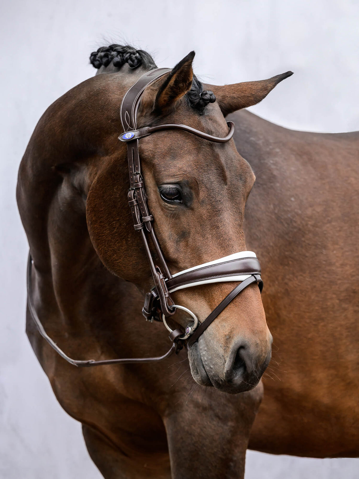 Bridle GP Brown Brown | White