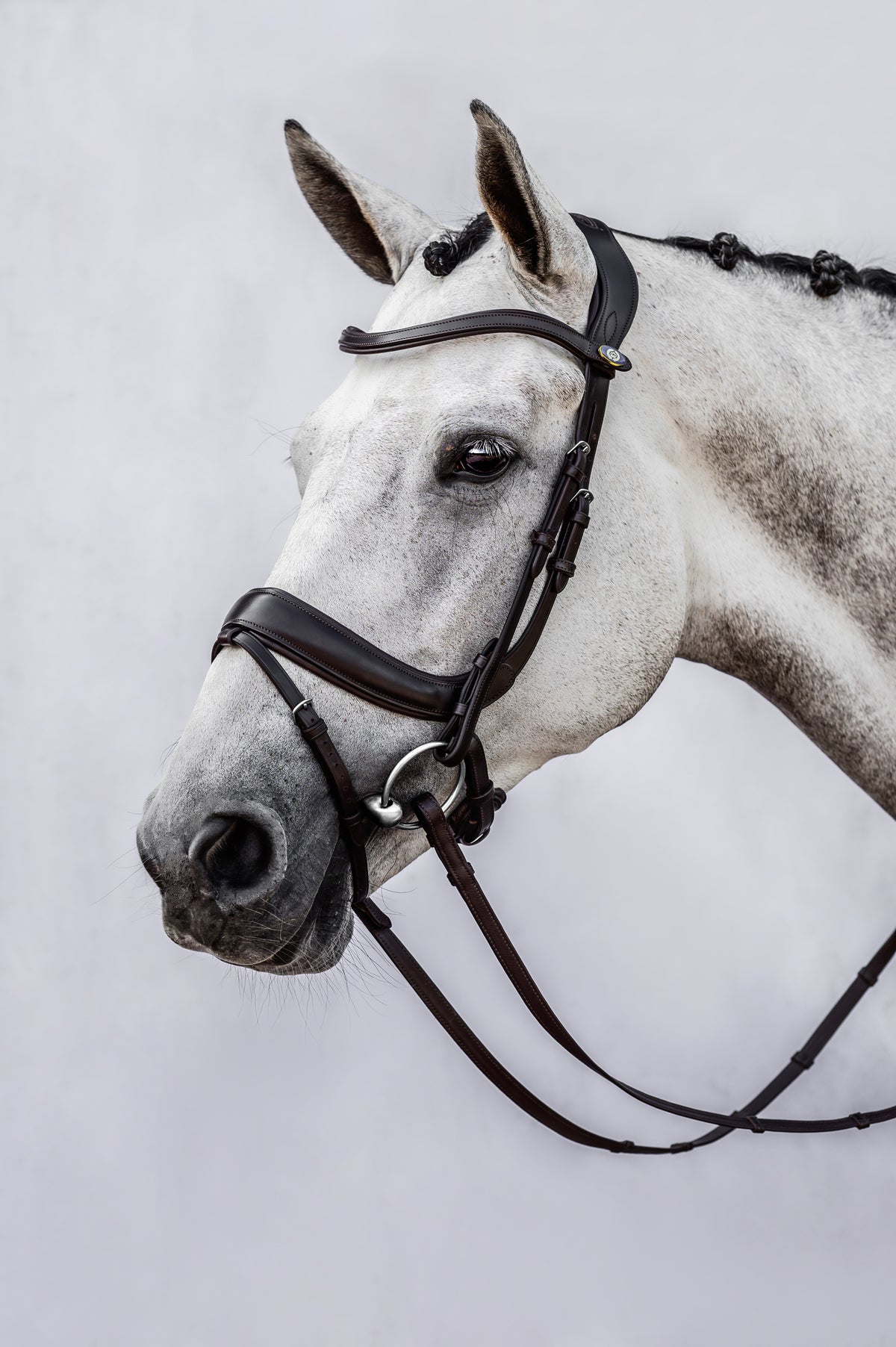 Bridle Paladin - Black Leather