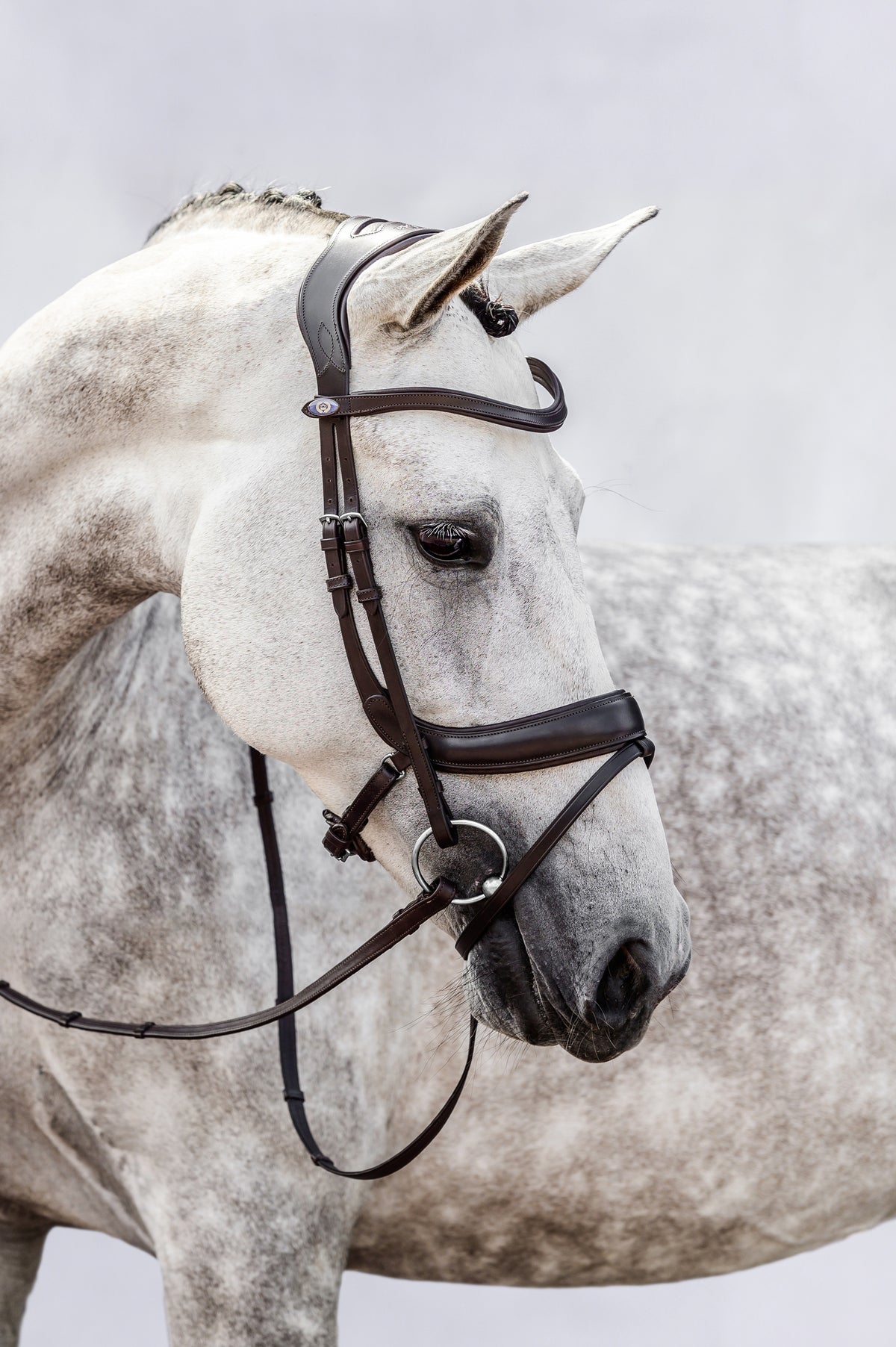 Bridle Paladin - Black Leather