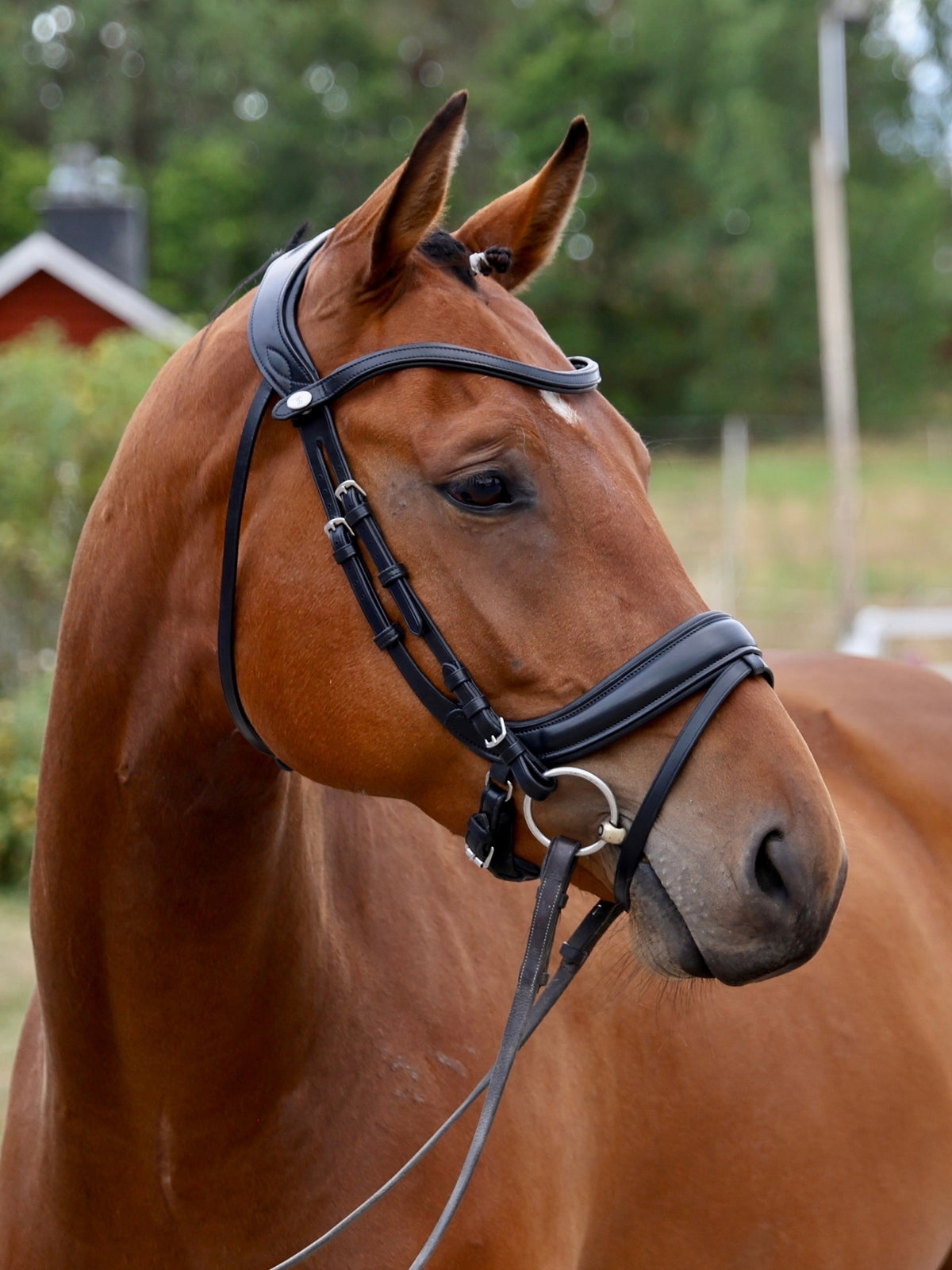 Bridle Paladin with Throatlatch - Black Leather