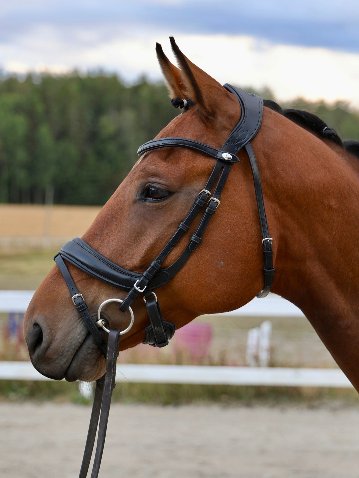 Bridle Paladin with Throatlatch - Black Leather
